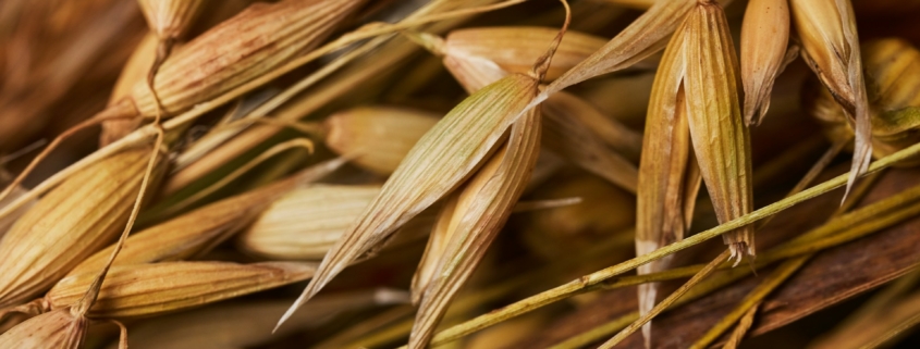 seeds