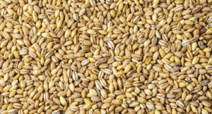 Managing Barley Seedlings for Robust Growth