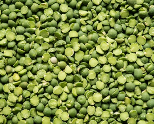 Faba Bean Seeds
