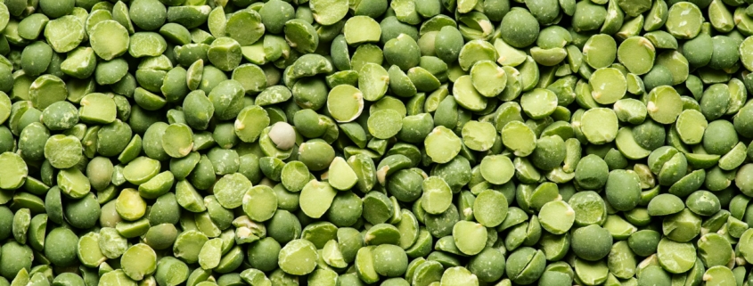 Faba Bean Seeds