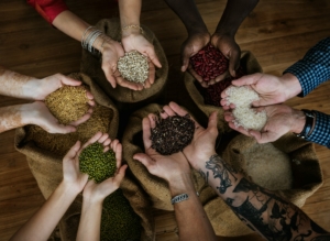 Using Certified Seeds for Mung Beans