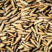 Wheat Seed