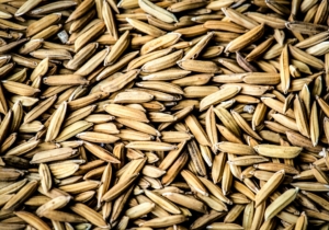 Efficient Durum Wheat Seed Processing Methods