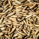 Wheat Seed