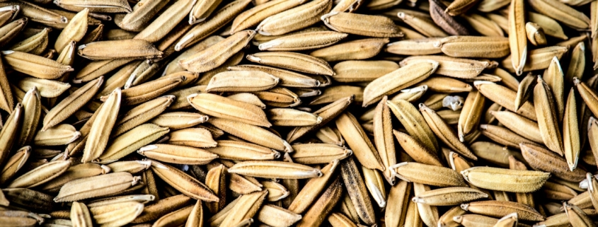 Wheat Seed