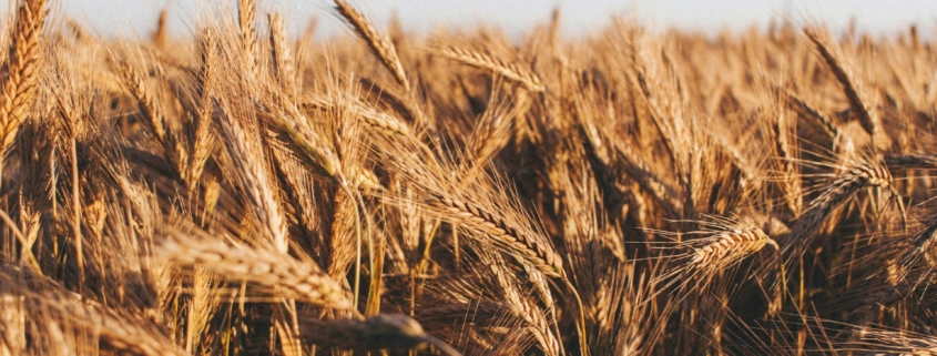 Wheat