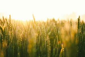 The Role of Wheat in Rotational Farming Systems