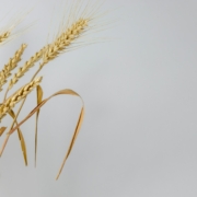 Wheat