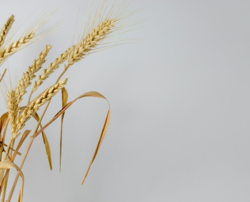 Wheat