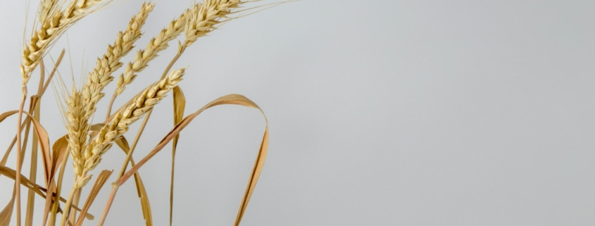Wheat