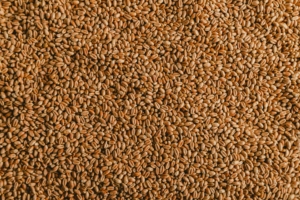 What to Check Before Buying Wheat Seeds in Australia