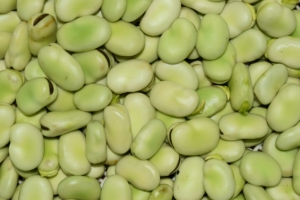 Everything to Know About Growing Faba Beans in Australia