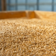 Grain