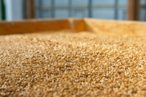 Do Grain Traders in Australia Improve Supply Reliability?