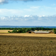 Grain Farms