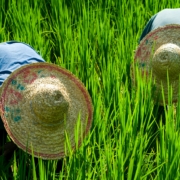 Planting and Harvest