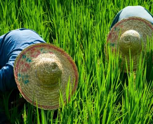 Planting and Harvest