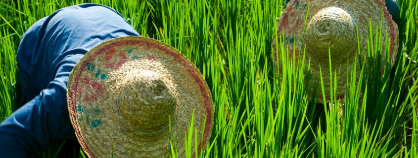 Planting and Harvest