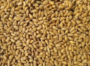 Grain Trading Trends for Chickpeas, Wheat and Mung Beans
