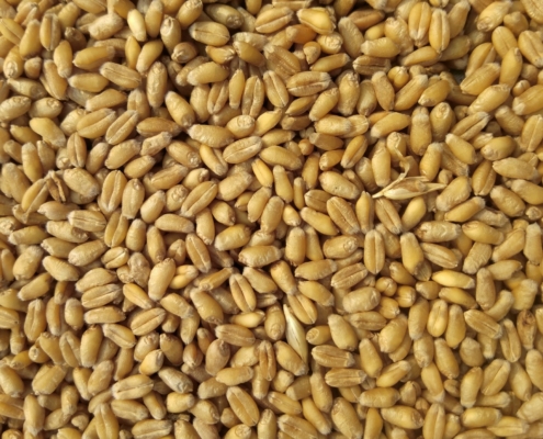 Wheat
