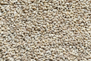 How to Choose Quality Barley Seed for Your Growing Zone