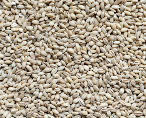Barley Seed