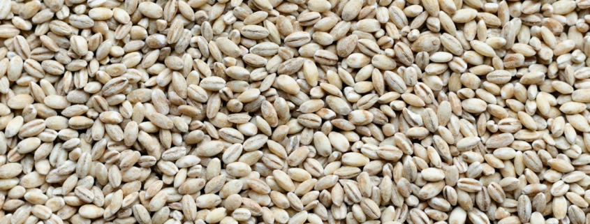 Barley Seed