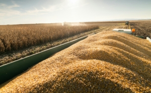Why Northern NSW Farmers Buy Seed From Local Grain Suppliers
