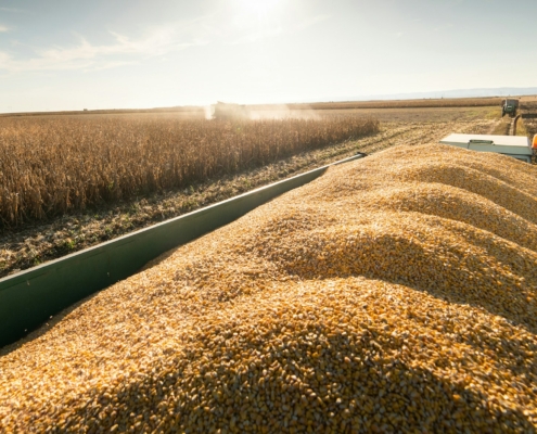 Grain Supplier