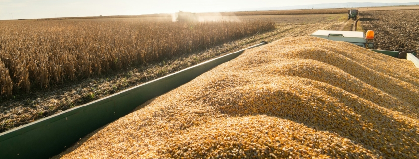 Grain Supplier