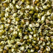 Growing Mung Beans