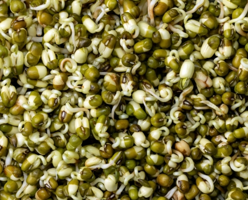 Growing Mung Beans