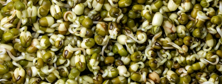 Growing Mung Beans
