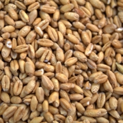 Wheat Seed