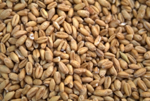 What to Check Before Buying Bulk Wheat Seed for Winter