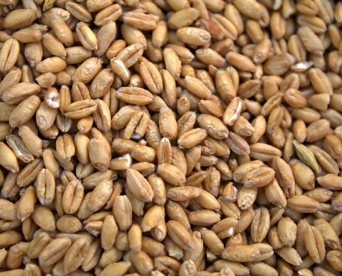 Wheat Seed