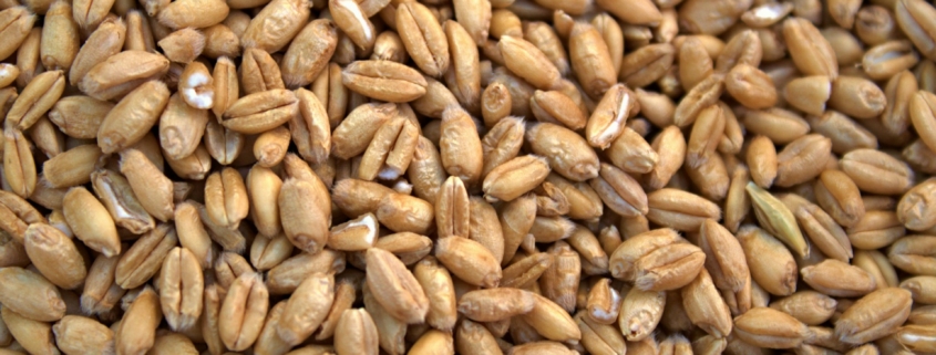 Wheat Seed