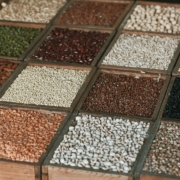 Seeds