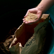 Seed Suppliers