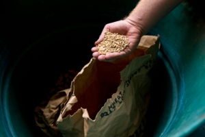 How Specialised Seed Suppliers Support Australian Growers