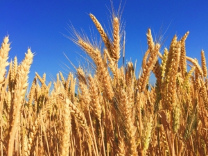 How Foundation-Derived Seed Lifts Wheat Crop Performance