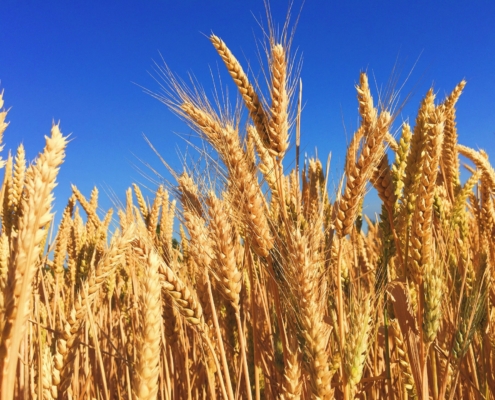 Wheat