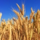 Wheat