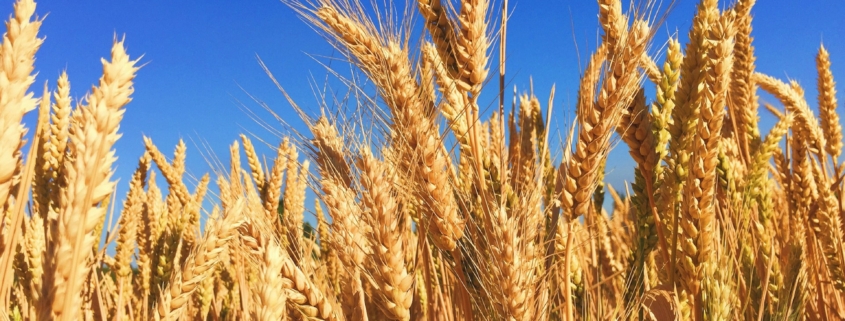 Wheat