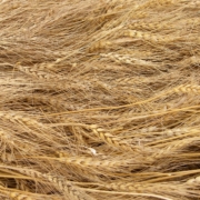 Wheat Variety