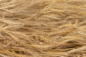 Choosing Wheat Varieties That Stand up to Crown Rot