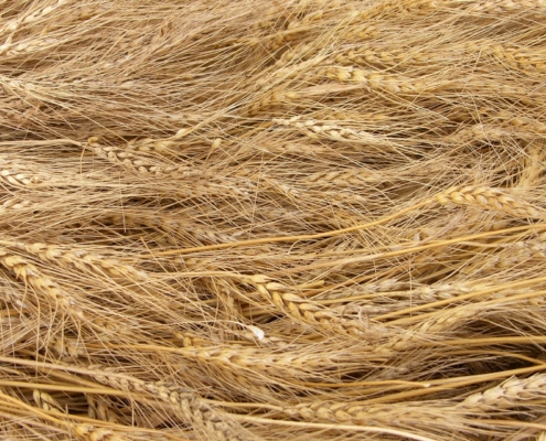 Wheat Variety