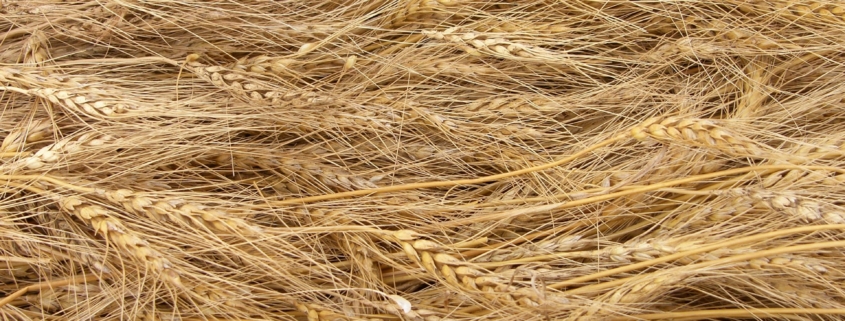 Wheat Variety