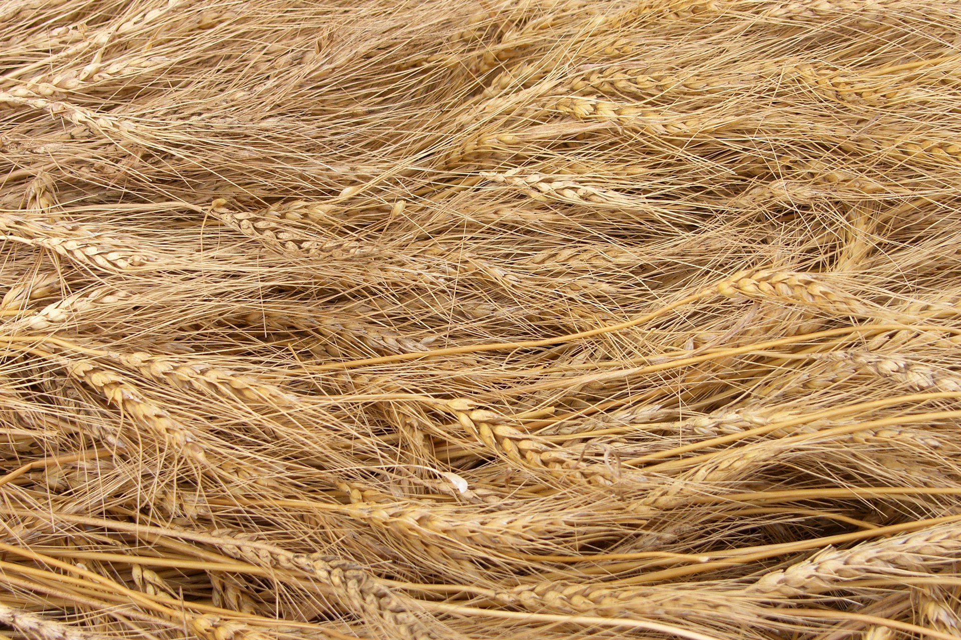 Grain Rott Choosing Wheat Varieties That Stand up to Crown Rot