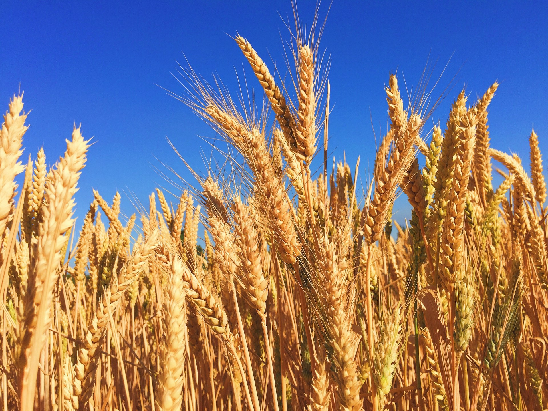 Grain Rott How Foundation-Derived Seed Lifts Wheat Crop Performance